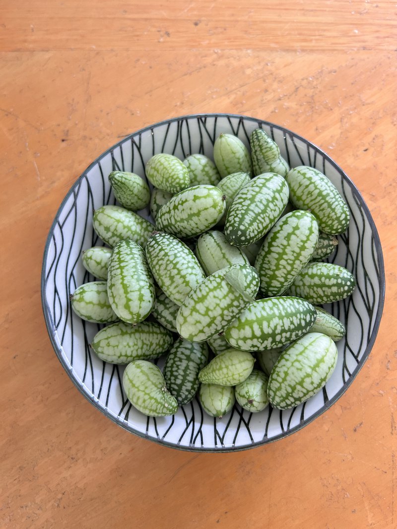 Class 5 Grow Mini Cucumbers