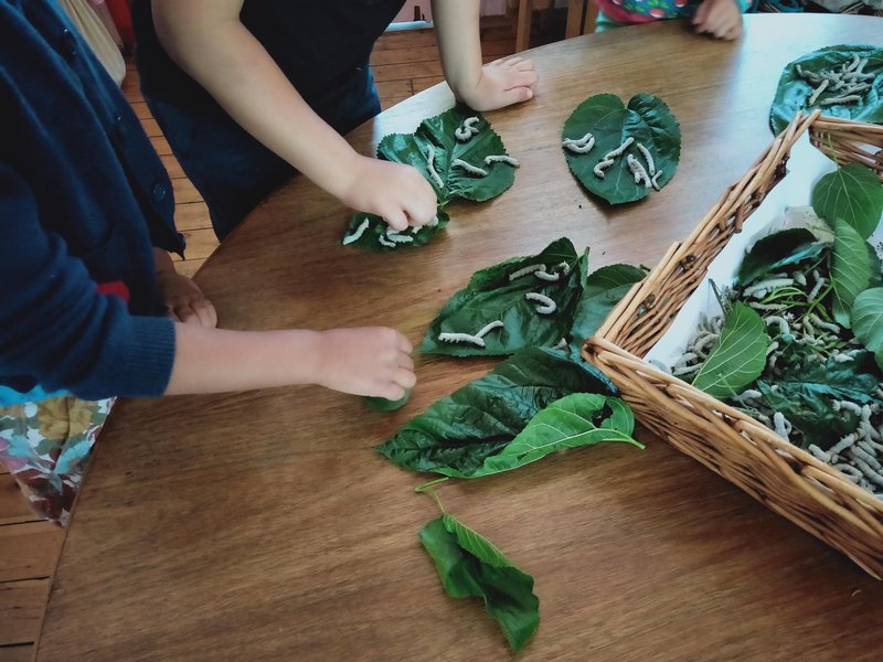 Kindy News: Adopt a Very Hungry Silkworm
